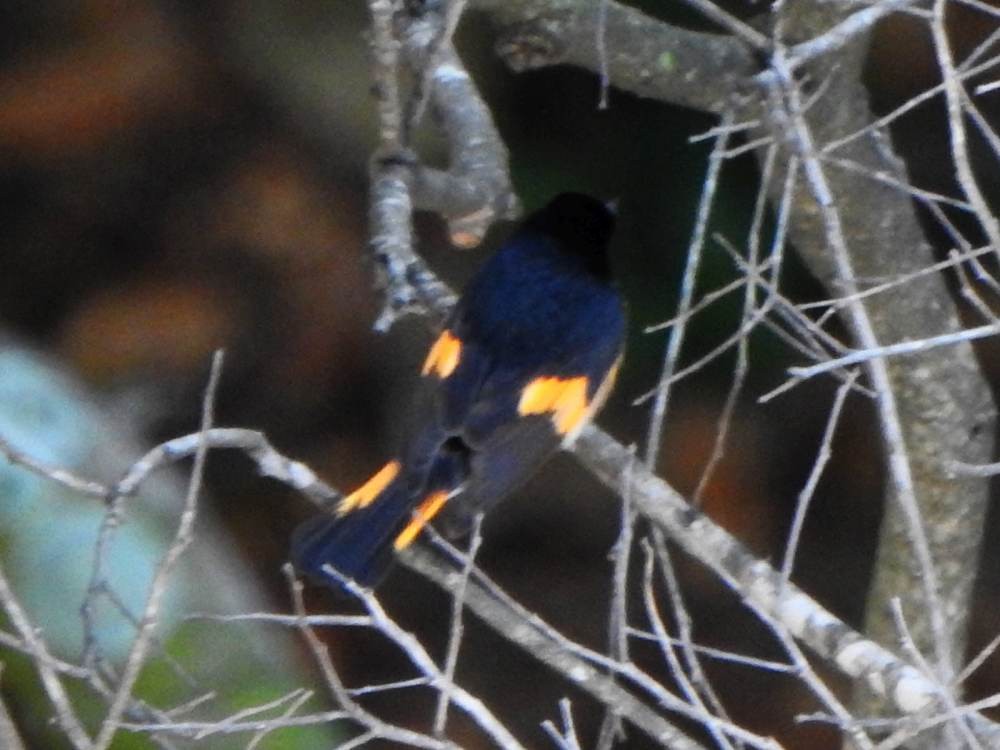 American Redstart - ML647221190