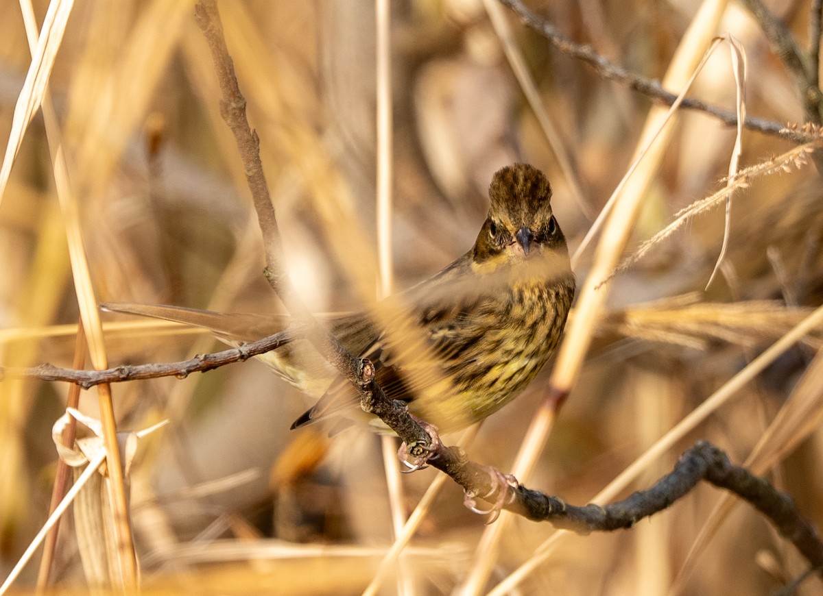 Masked Bunting - ML647221191