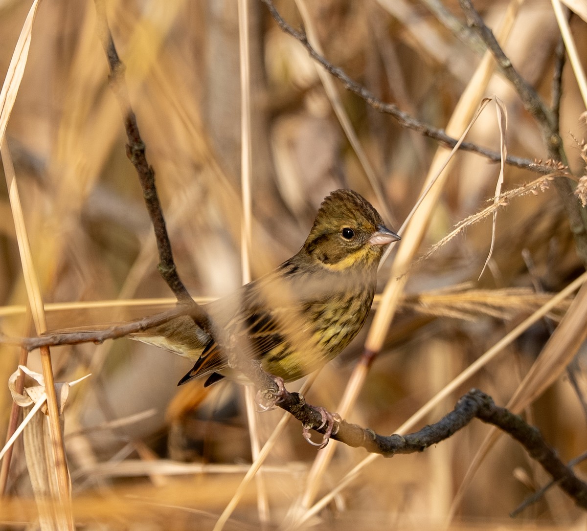 Masked Bunting - ML647221192