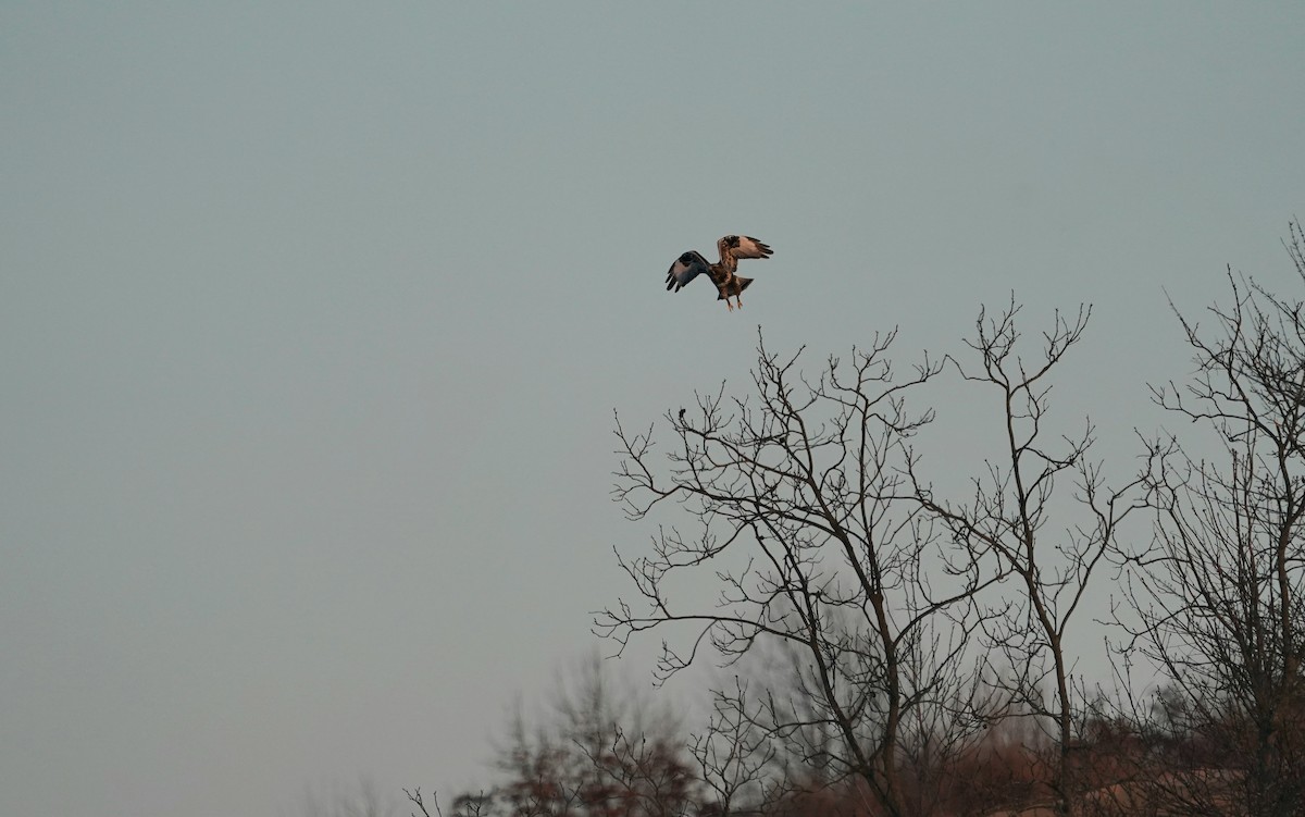 Зимняк - ML647221196