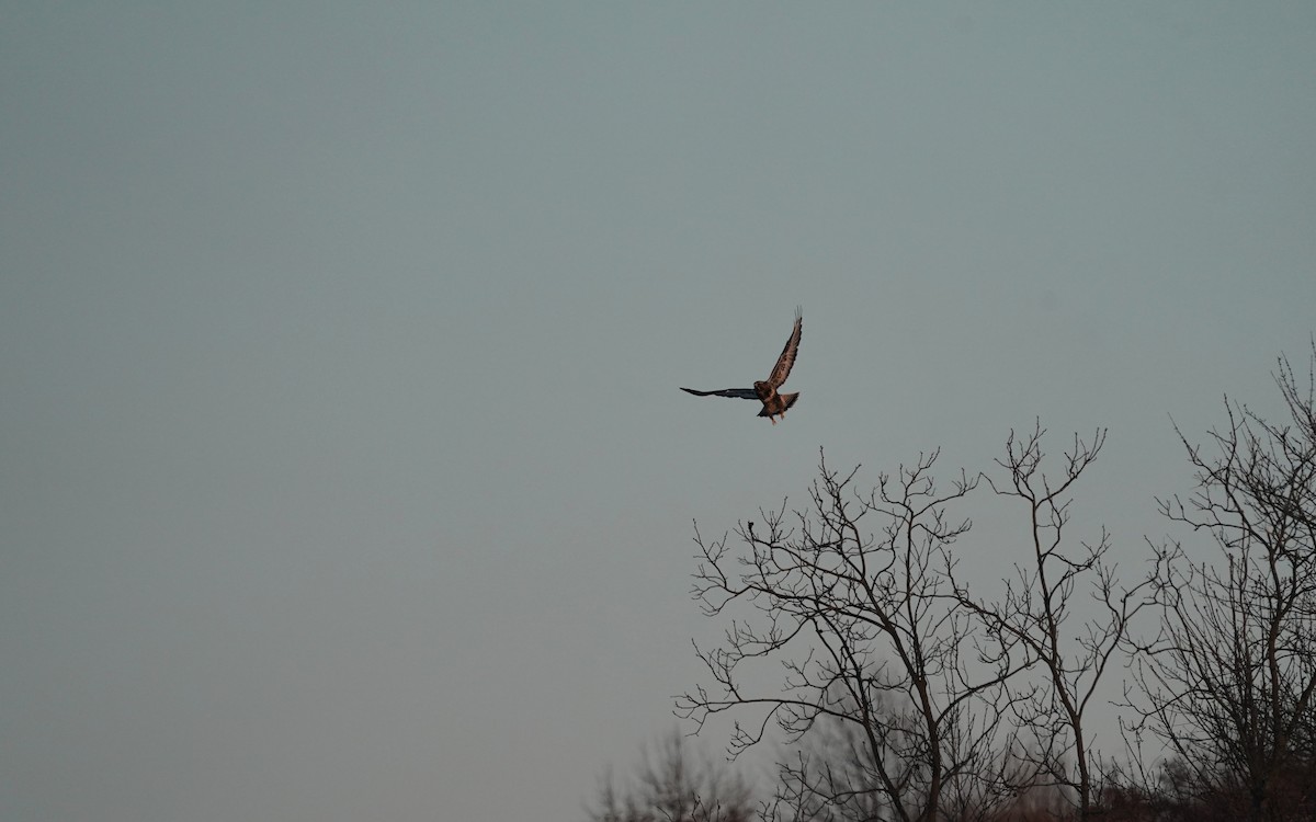 Зимняк - ML647221197