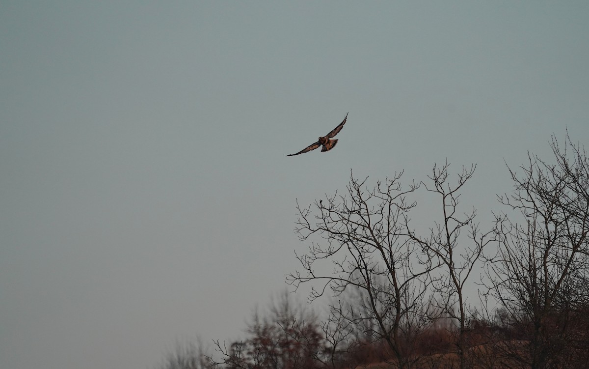 Зимняк - ML647221199