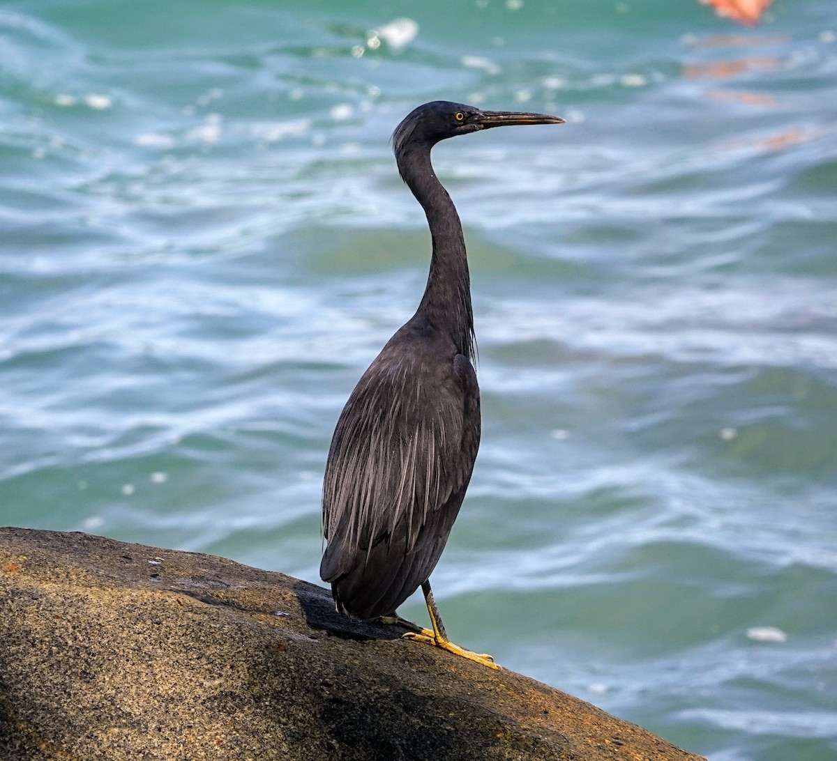 Pacific Reef-Heron - ML647221204