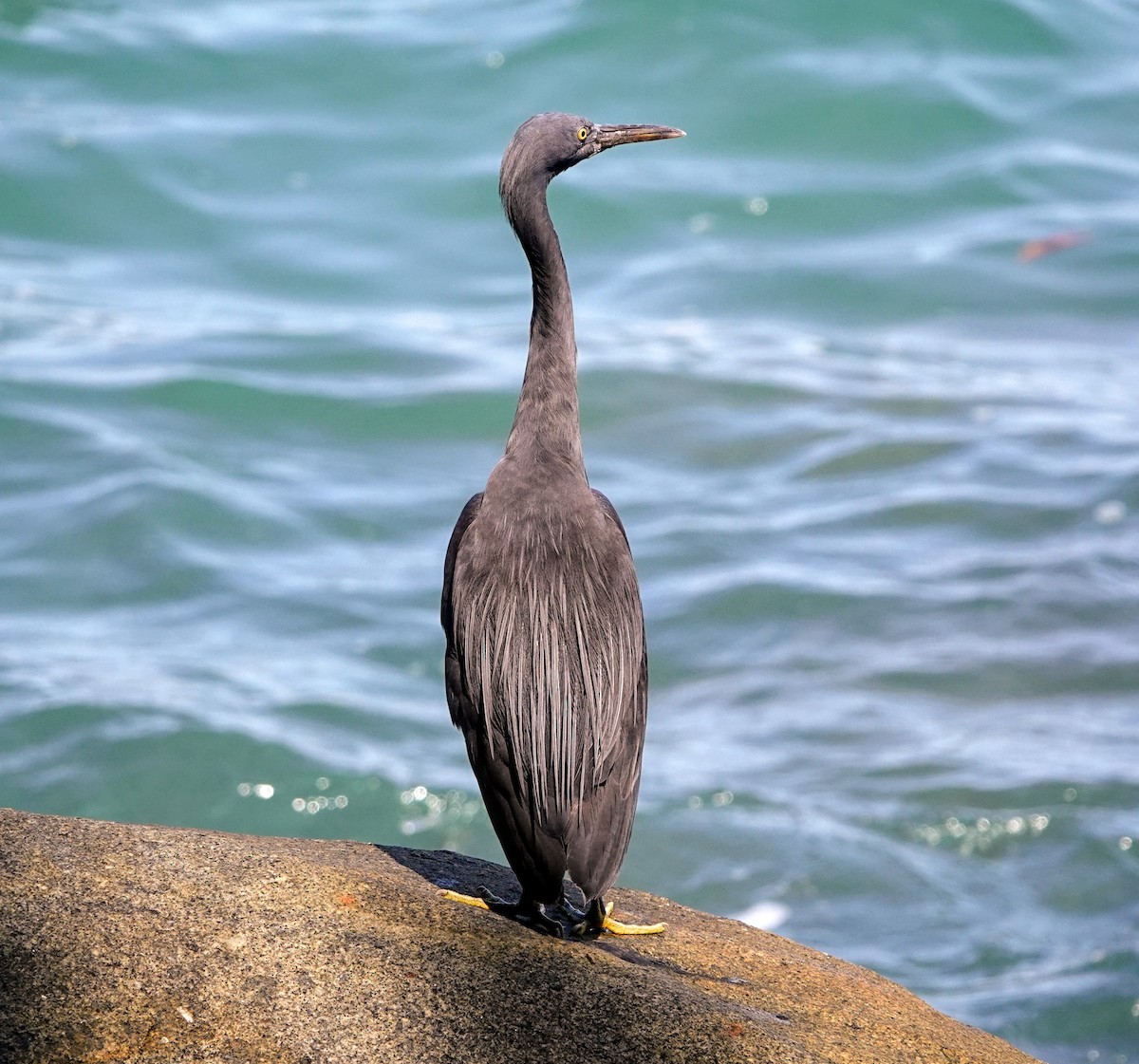 Pacific Reef-Heron - ML647221205
