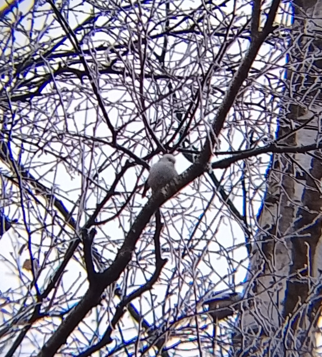 Long-tailed Tit - ML647221206