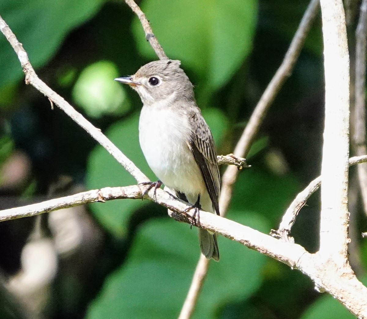 Дагуурын намнаахай - ML647221213