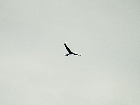 Oriental Darter - ML647221214