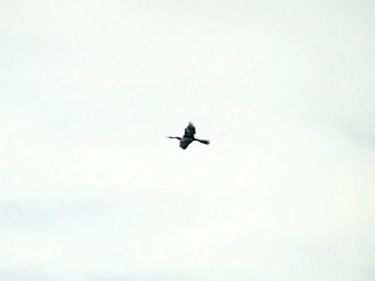 Oriental Darter - ML647221215