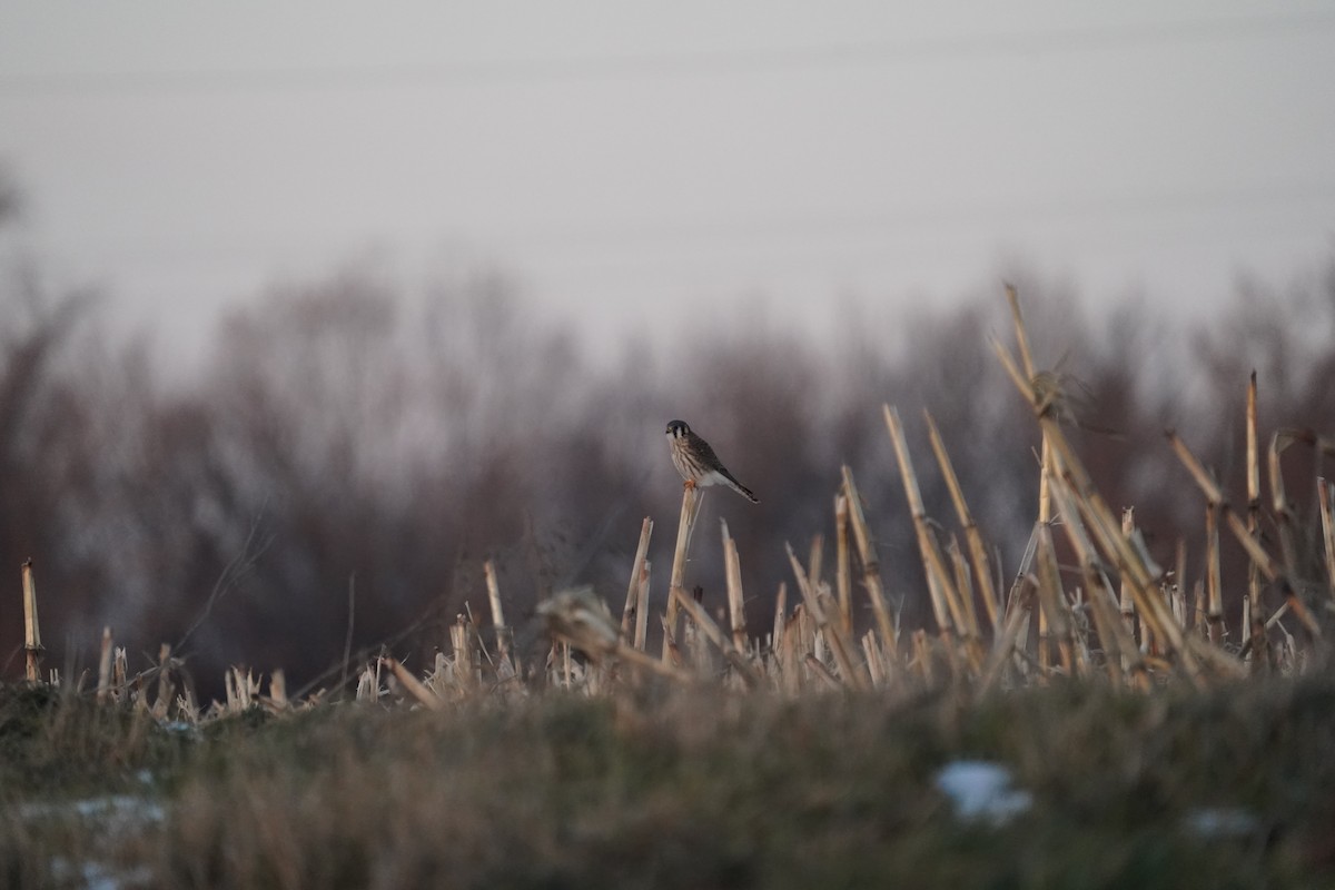 Боривітер американський - ML647221223