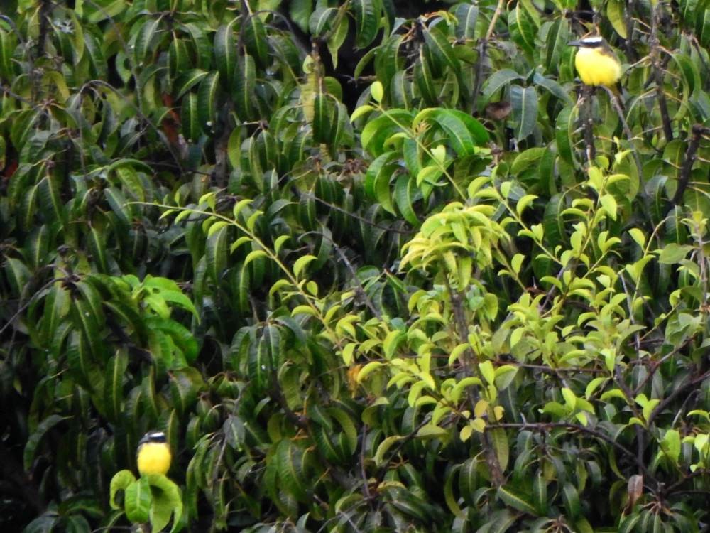 Boat-billed Flycatcher - ML647221236