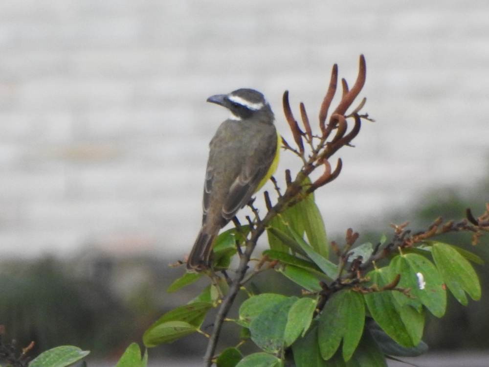 Boat-billed Flycatcher - ML647221237