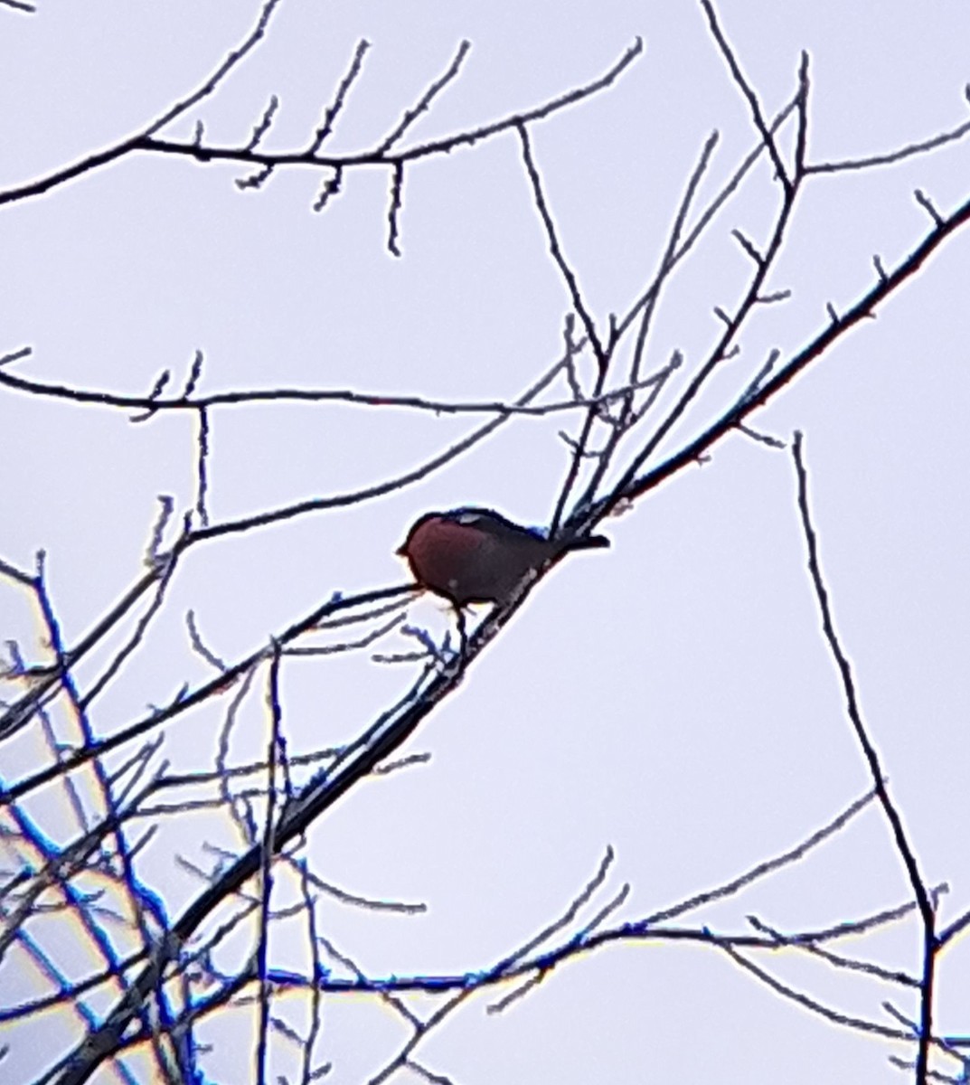 Eurasian Bullfinch - ML647221245