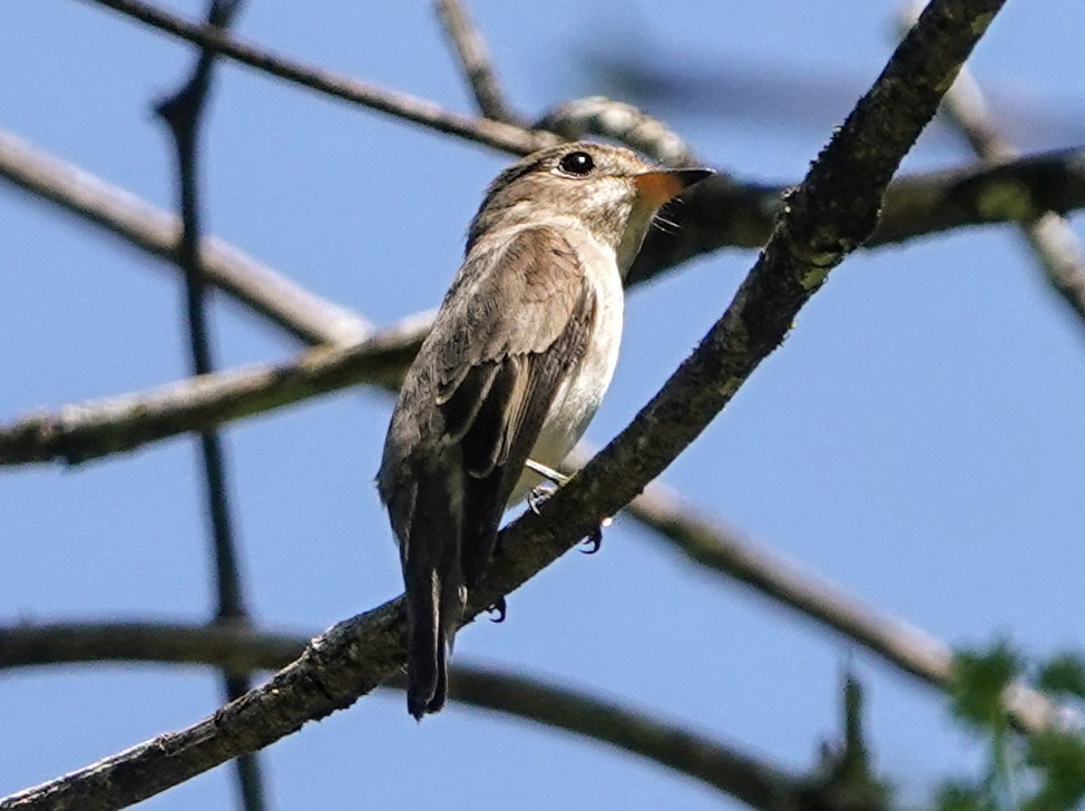 Дагуурын намнаахай - ML647221246