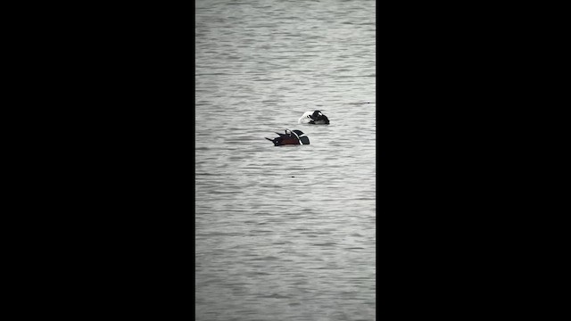 kačka strakatá - ML647221247