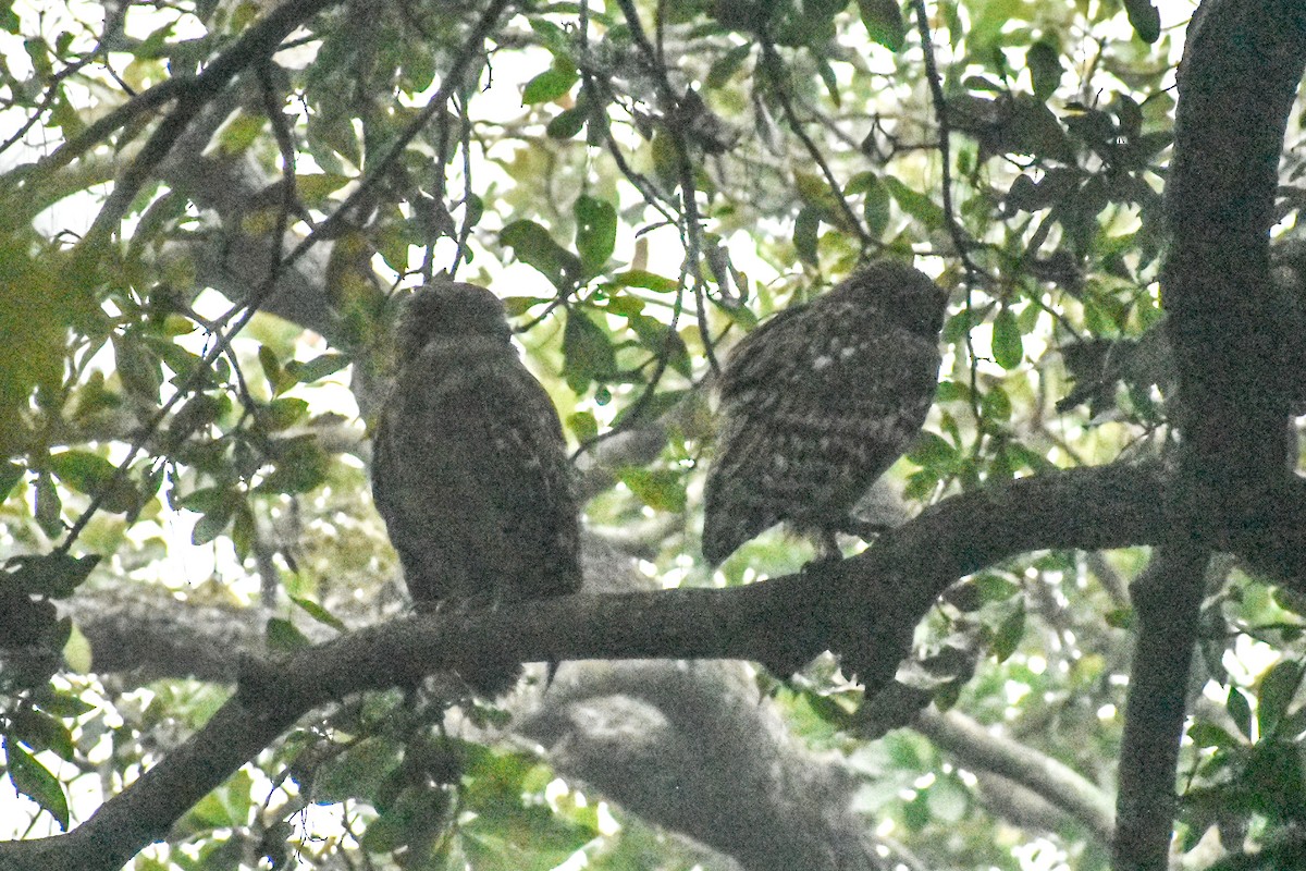 Búho Pescador de Sri Lanka - ML647221249