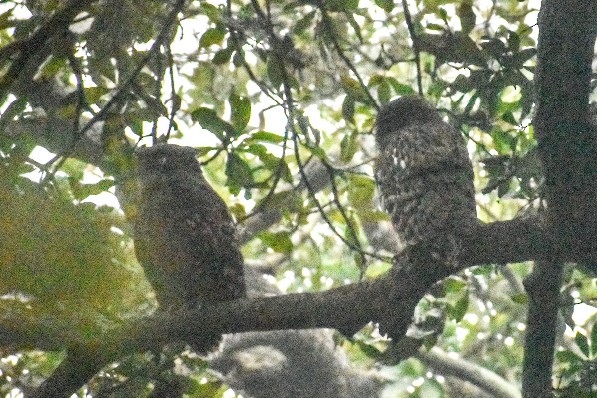 Búho Pescador de Sri Lanka - ML647221250