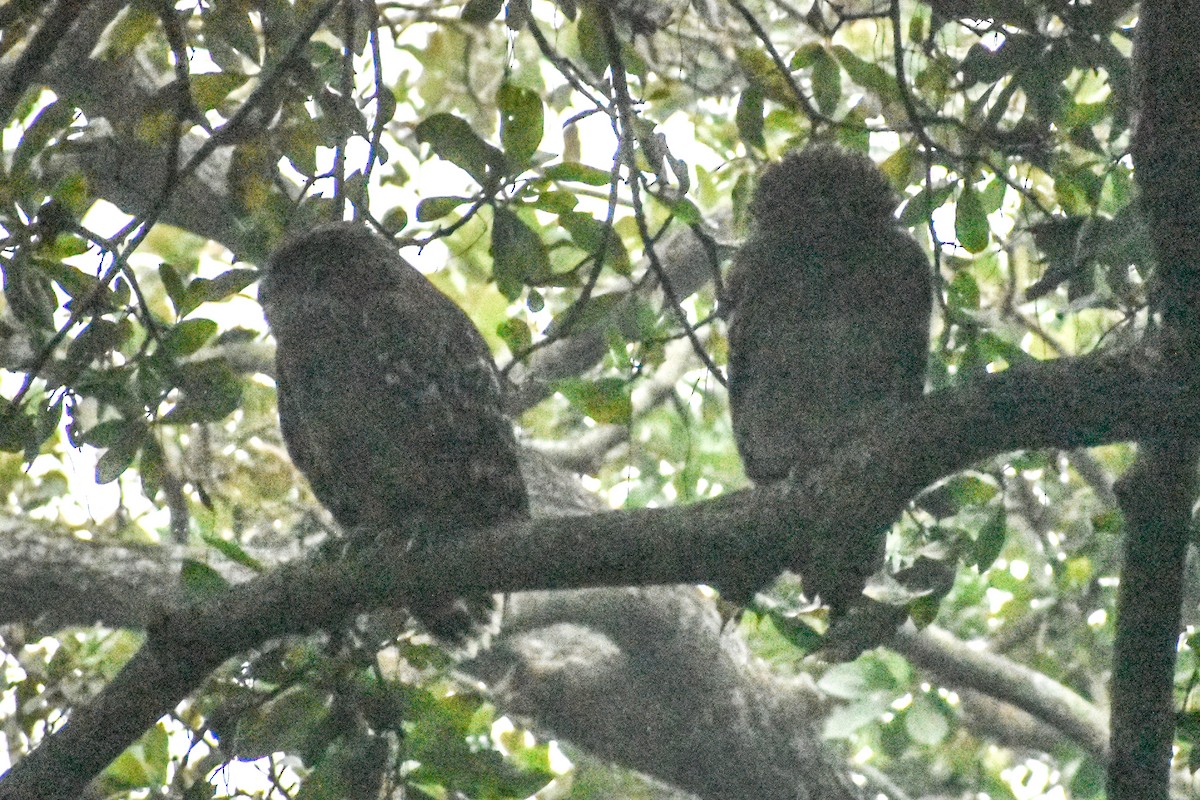 Búho Pescador de Sri Lanka - ML647221251