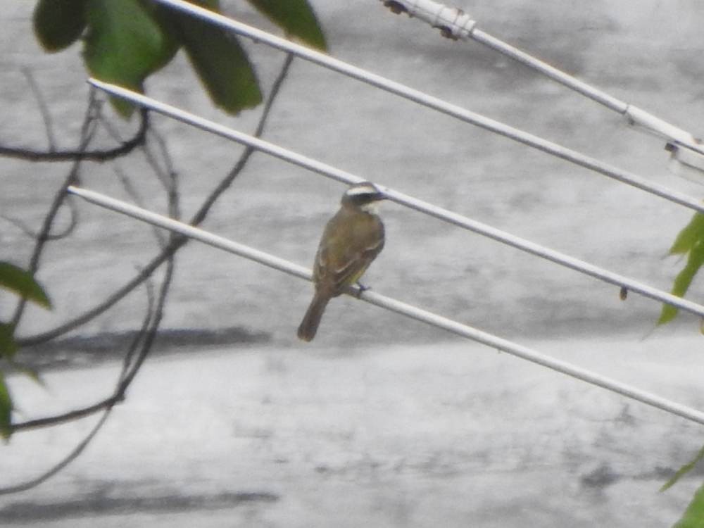 Tyran sociable - ML647221256