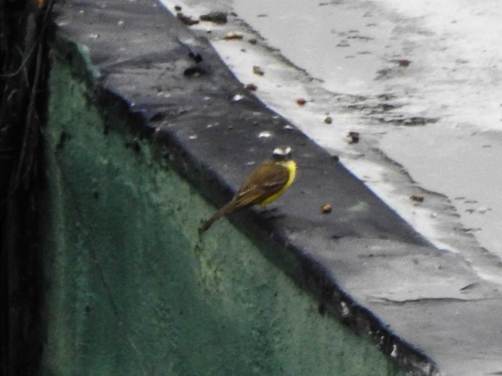 Tyran sociable - ML647221257