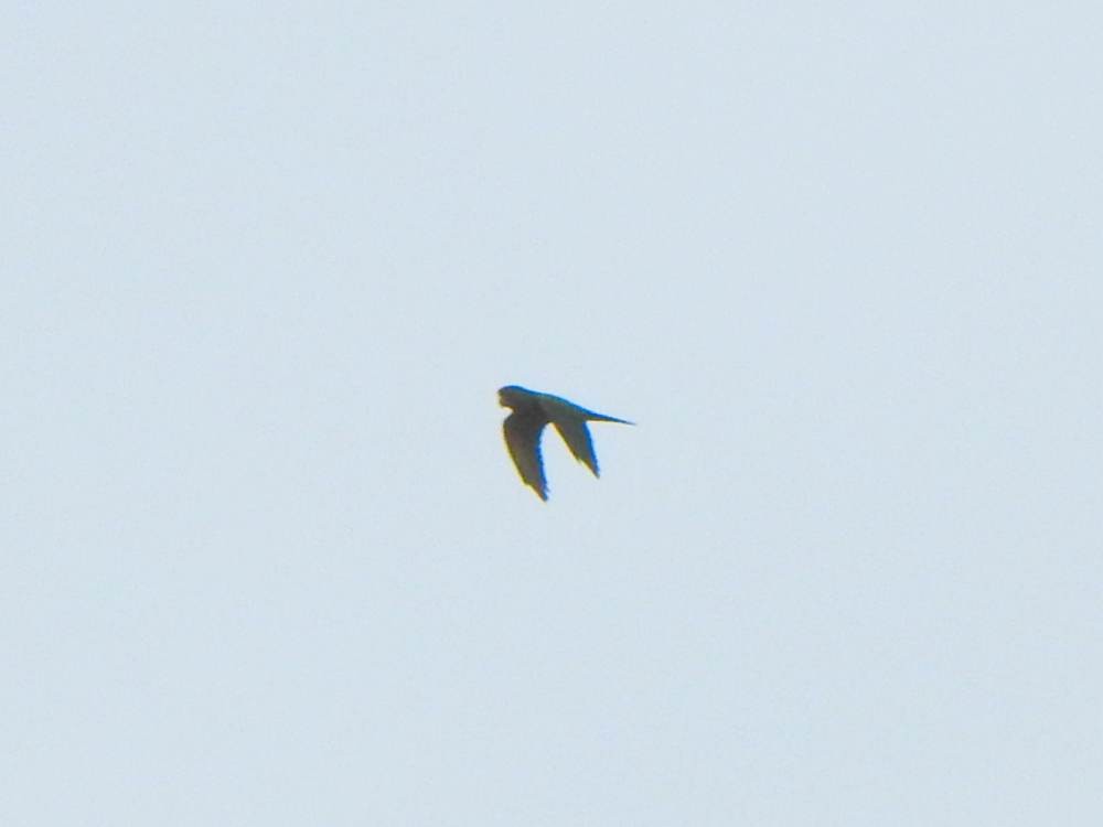 aratinga červenočelý - ML647221261