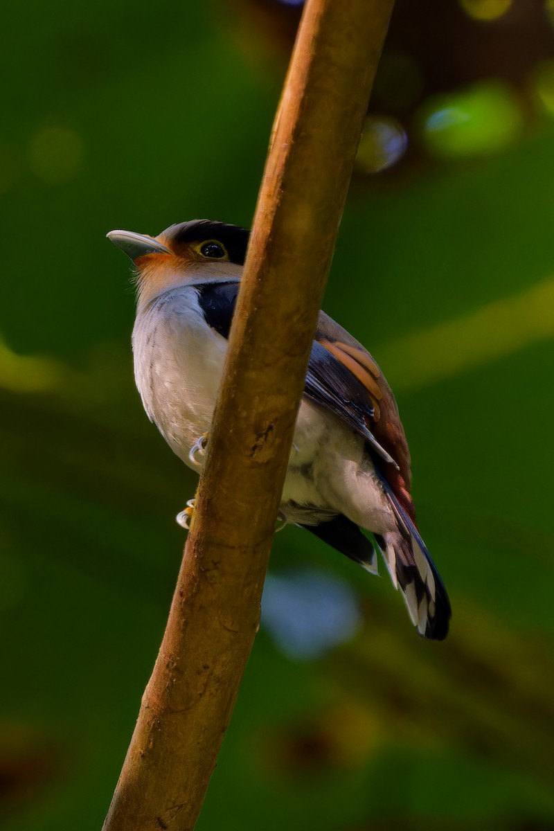 Silver-breasted Broadbill - ML647221266