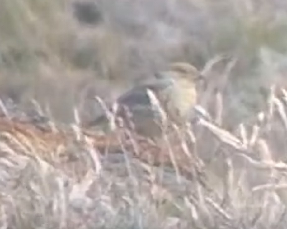 Grassland Yellow-Finch - ML647221267