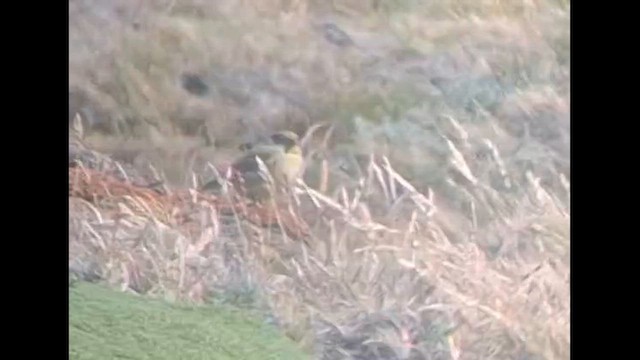 Grassland Yellow-Finch - ML647221268