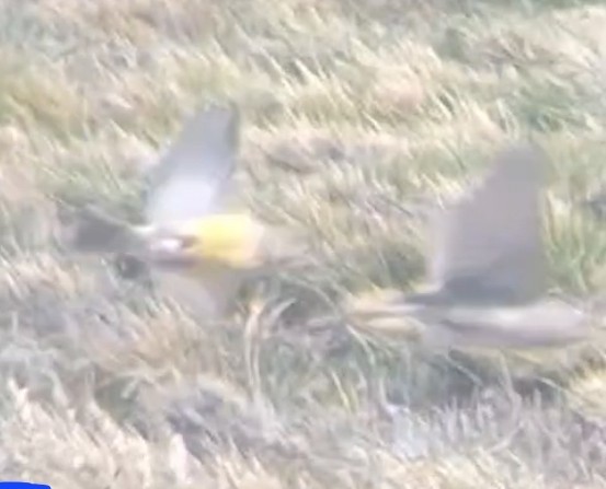 Grassland Yellow-Finch - ML647221269