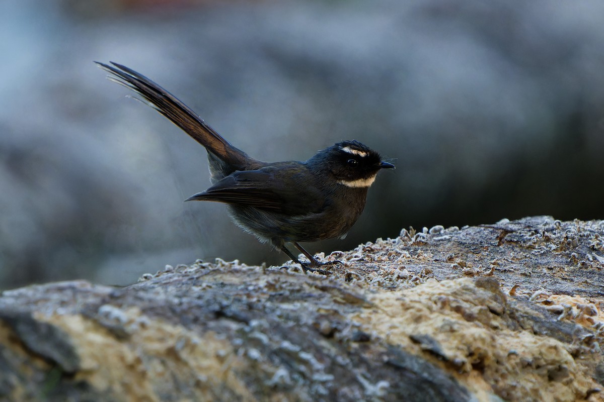White-throated Fantail - ML647221270