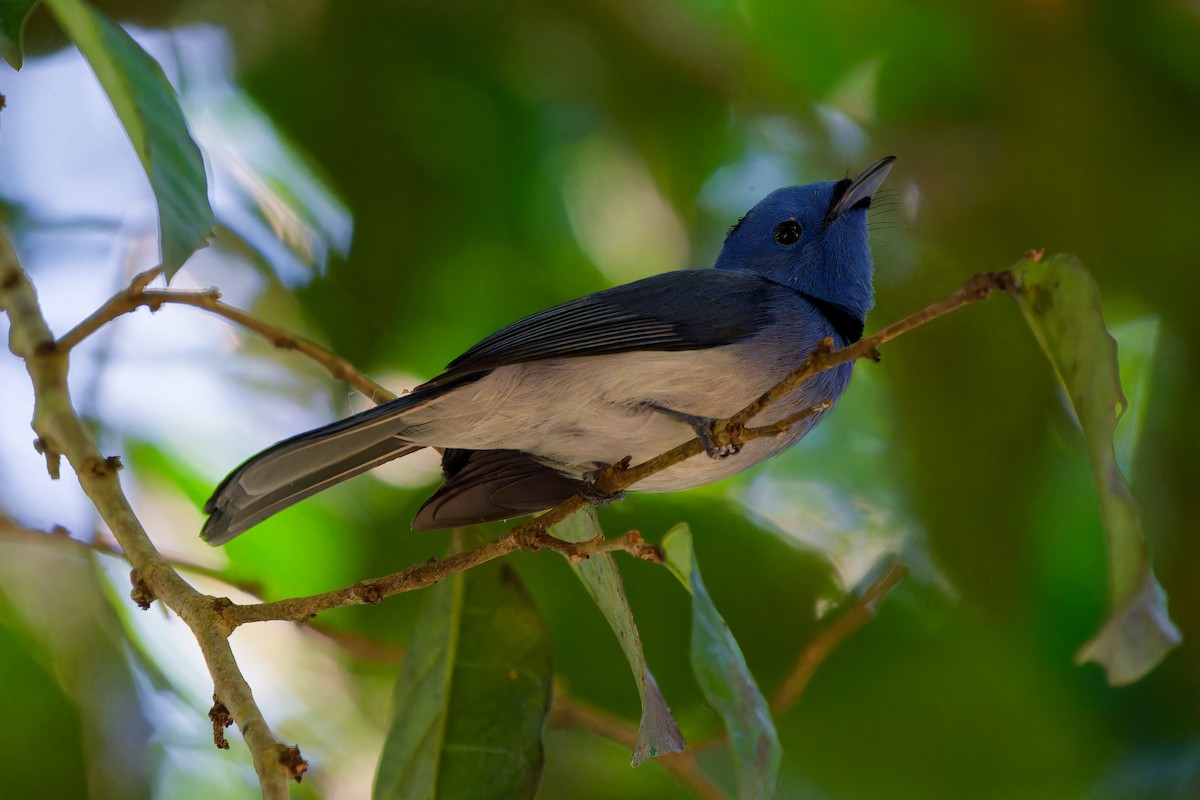 Black-naped Monarch - ML647221274