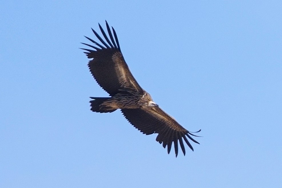 Schneegeier - ML647221290