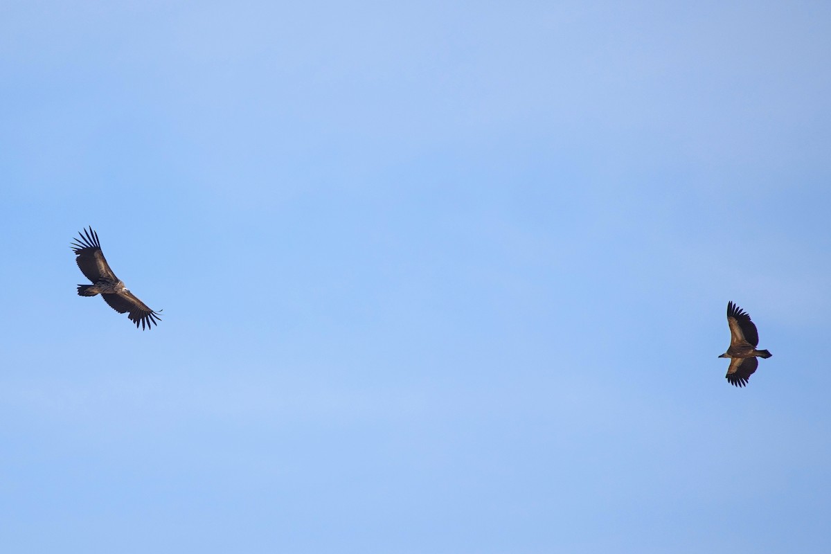 Schneegeier - ML647221291