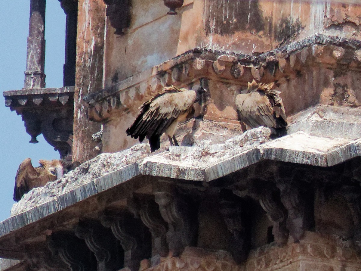 Indian Vulture - ML647221297