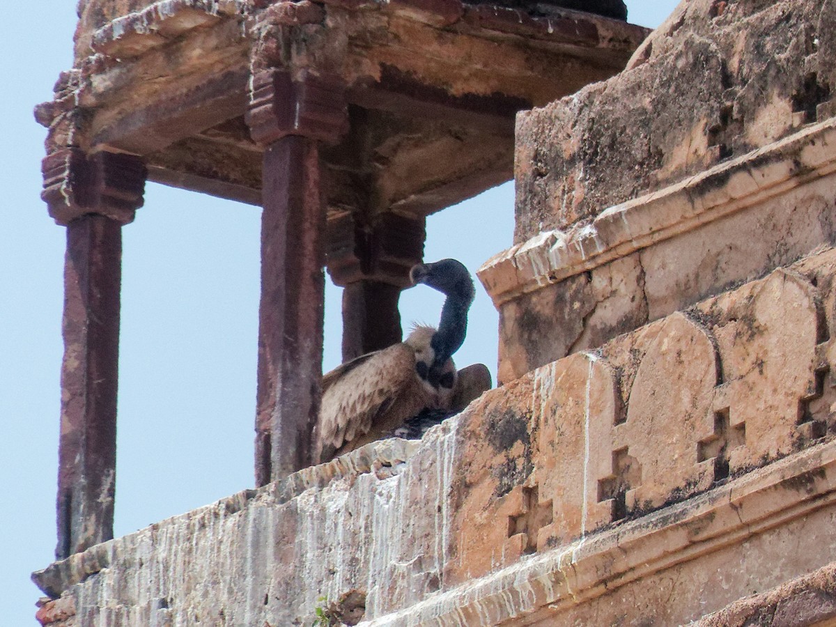 Indian Vulture - ML647221298