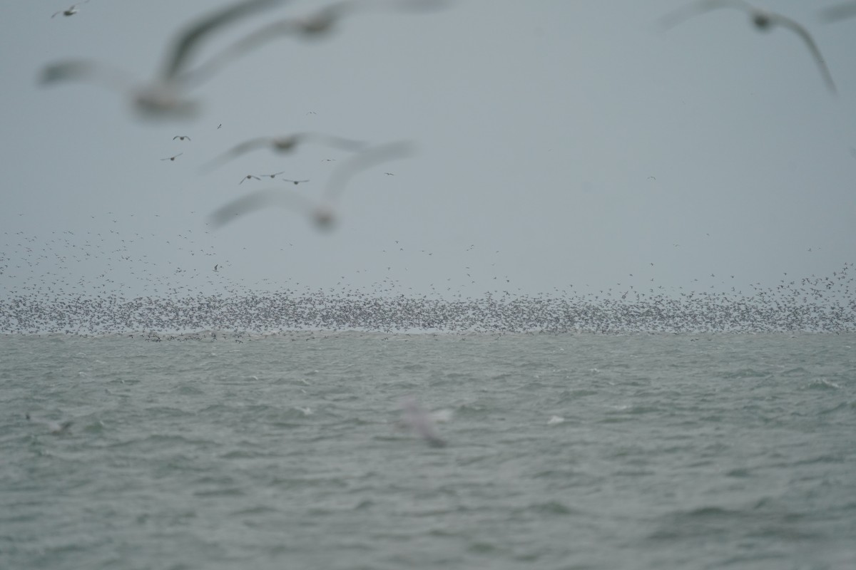 Red-breasted Merganser - ML647221303