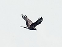 Eastern Marsh Harrier - ML647221310