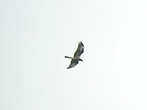 Eastern Marsh Harrier - ML647221311