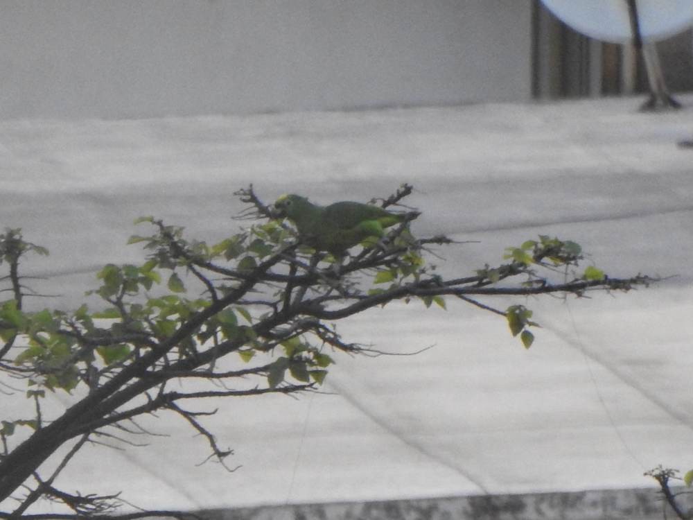 amazoňan žlutohlavý - ML647221323