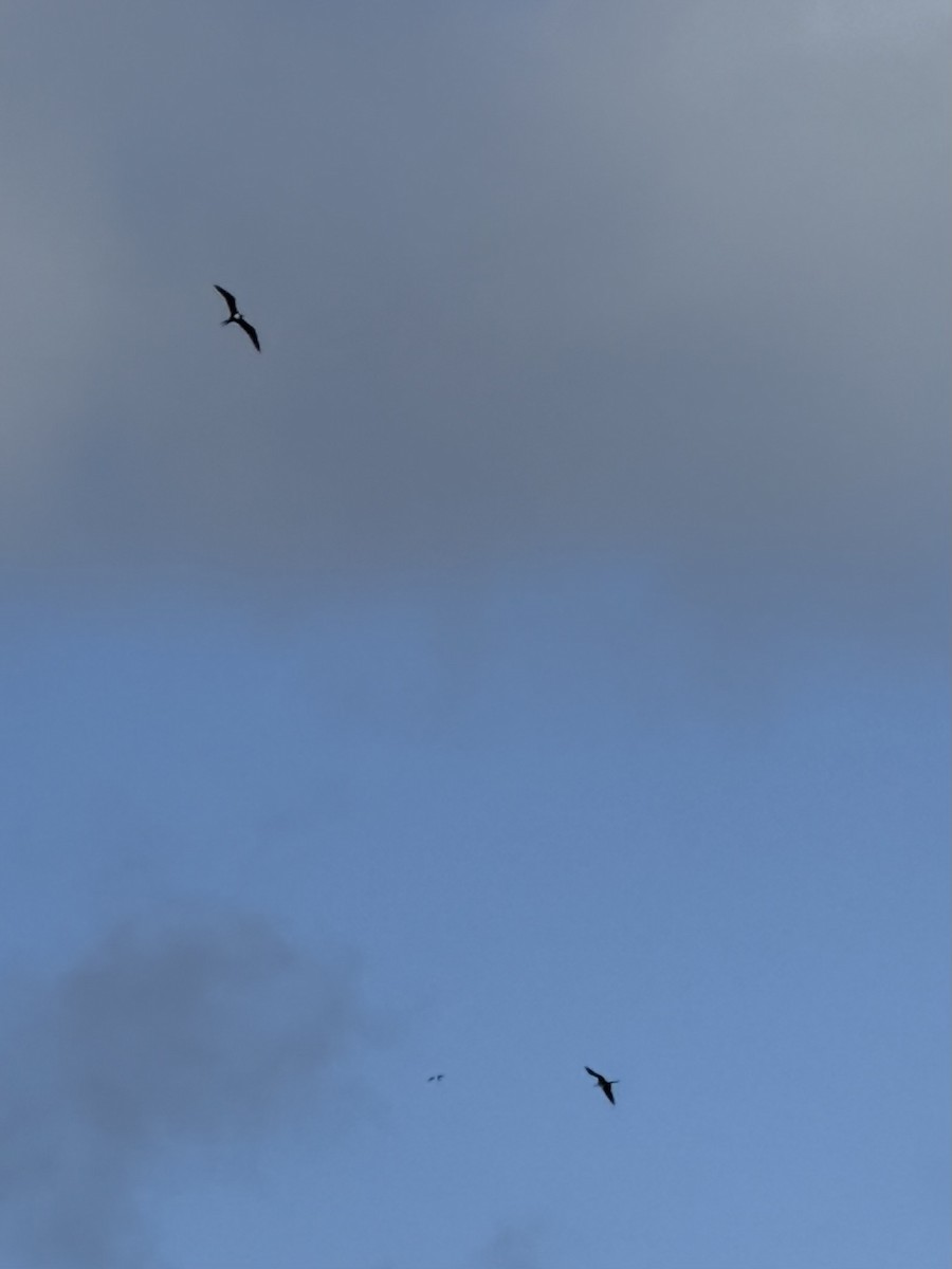 fregatka vznešená - ML647221324