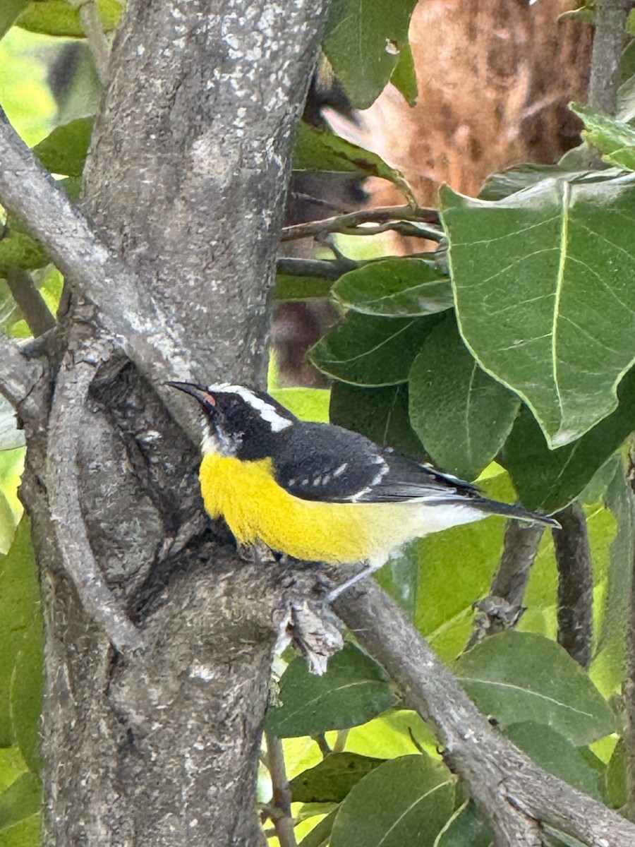 Sucrier à ventre jaune - ML647221325