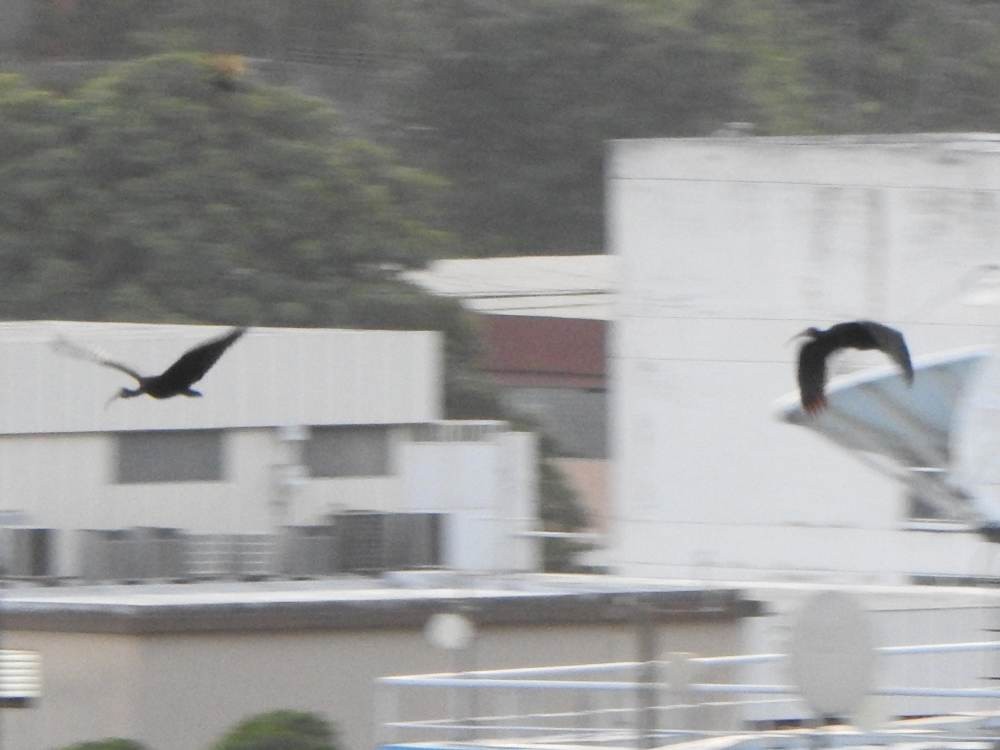 Bare-faced Ibis - ML647221326