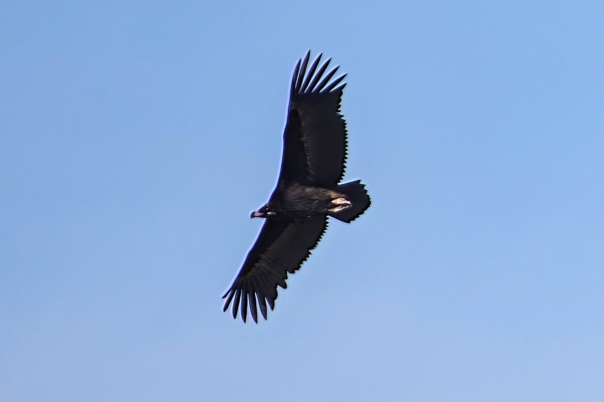 クロハゲワシ - ML647221330