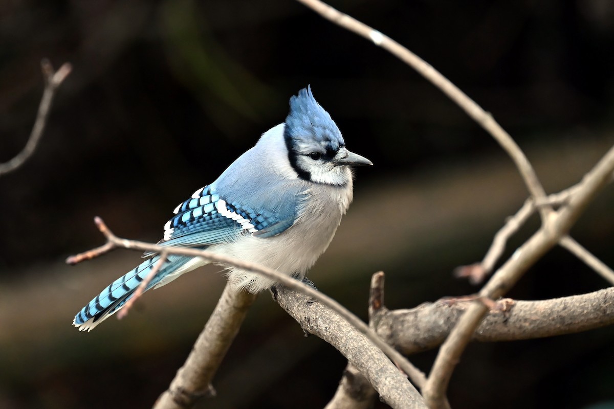 Сизойка блакитна - ML647221351