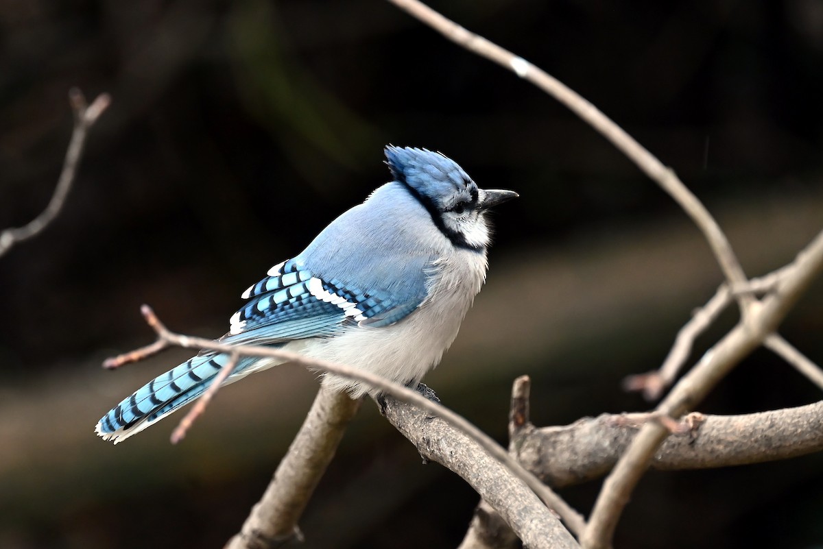 Сизойка блакитна - ML647221352