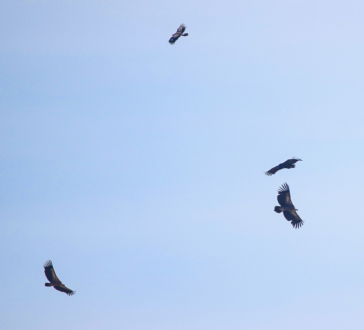 Steppe Eagle - ML647221354