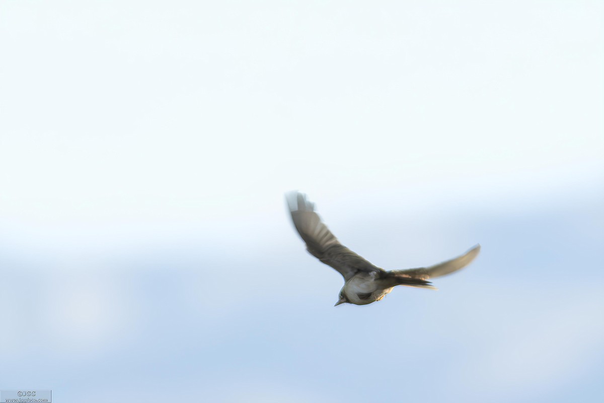 Richard's Pipit - ML647221355