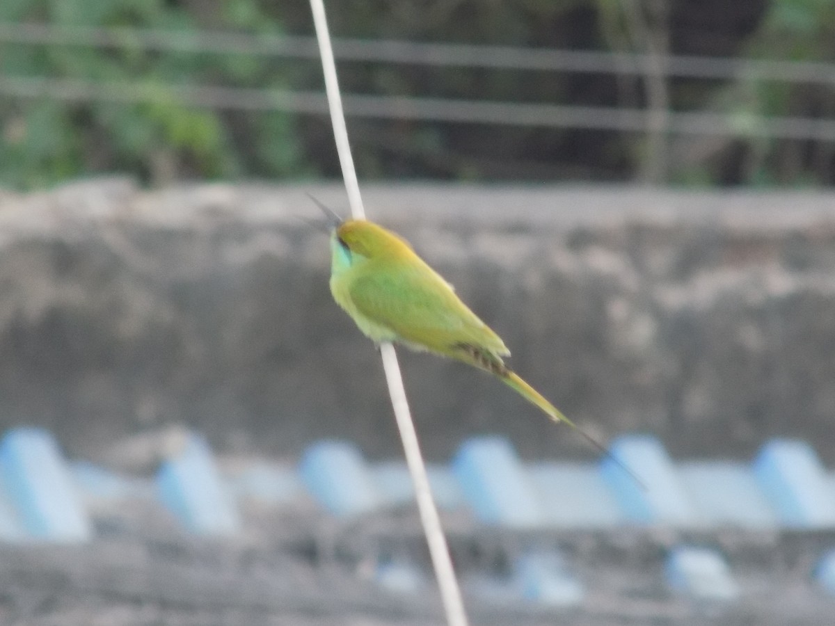 Asian Green Bee-eater - ML647221360