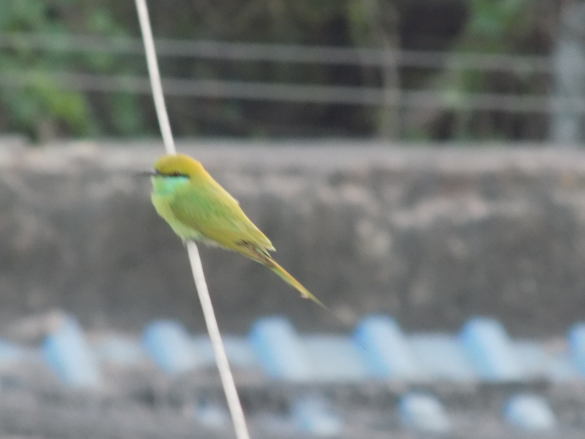 Asian Green Bee-eater - ML647221361