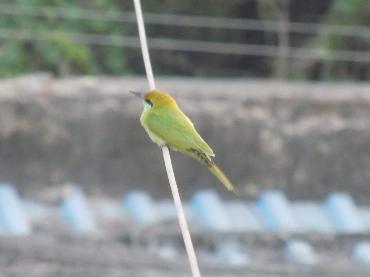 Asian Green Bee-eater - ML647221362