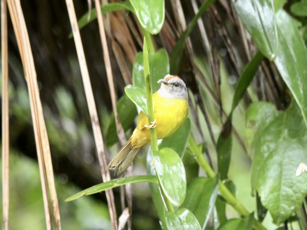 Russet-crowned Warbler - ML647221363